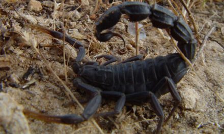 Scorpion swarms kill 3, injure hundreds in Egyptian city