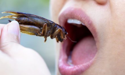 Vanderbilt University Professor Argues That We All Need To Eat Bugs