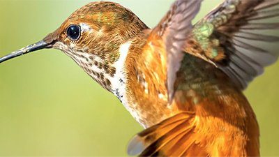 Hummingbirds—Avian Acrobats of the Americas