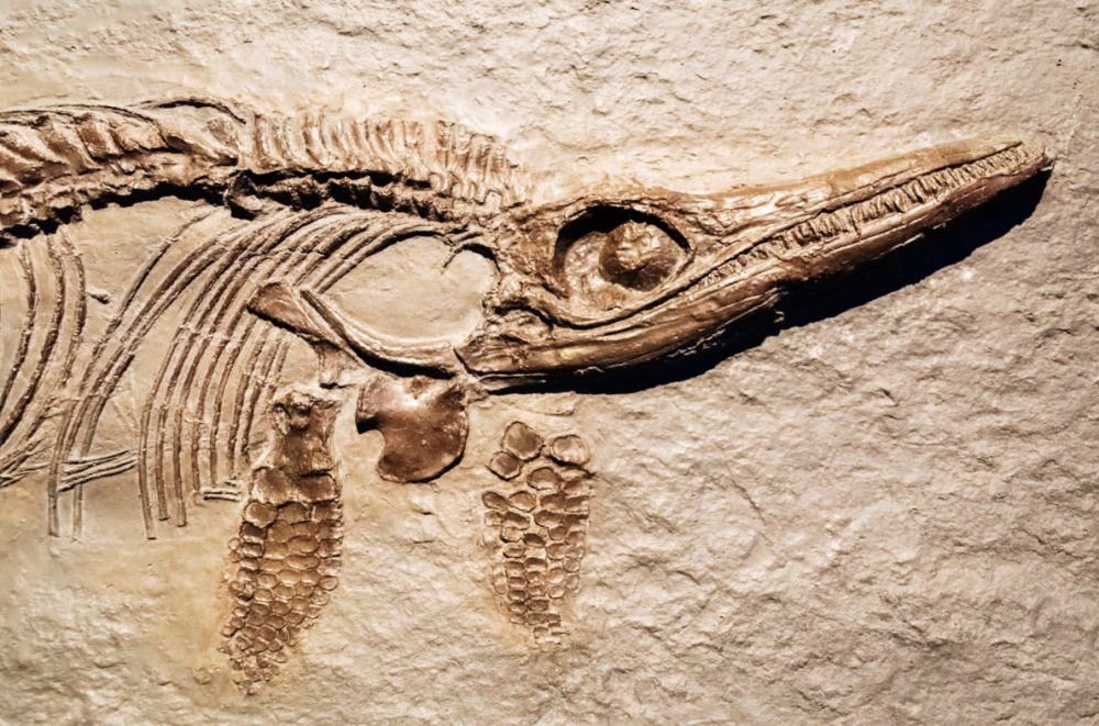Icthyosaurus fossil